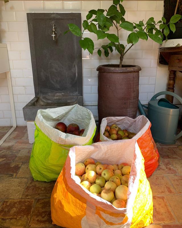 Cueillette de pommes