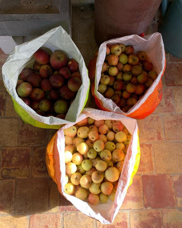Cueillette de pommes